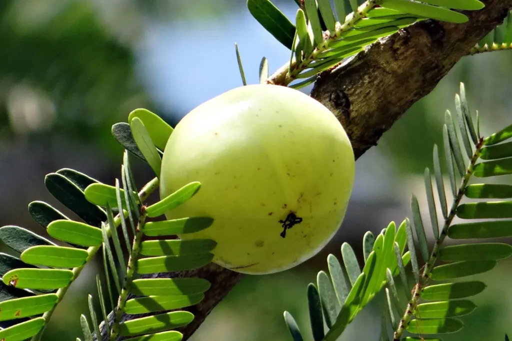 Indian Gooseberry