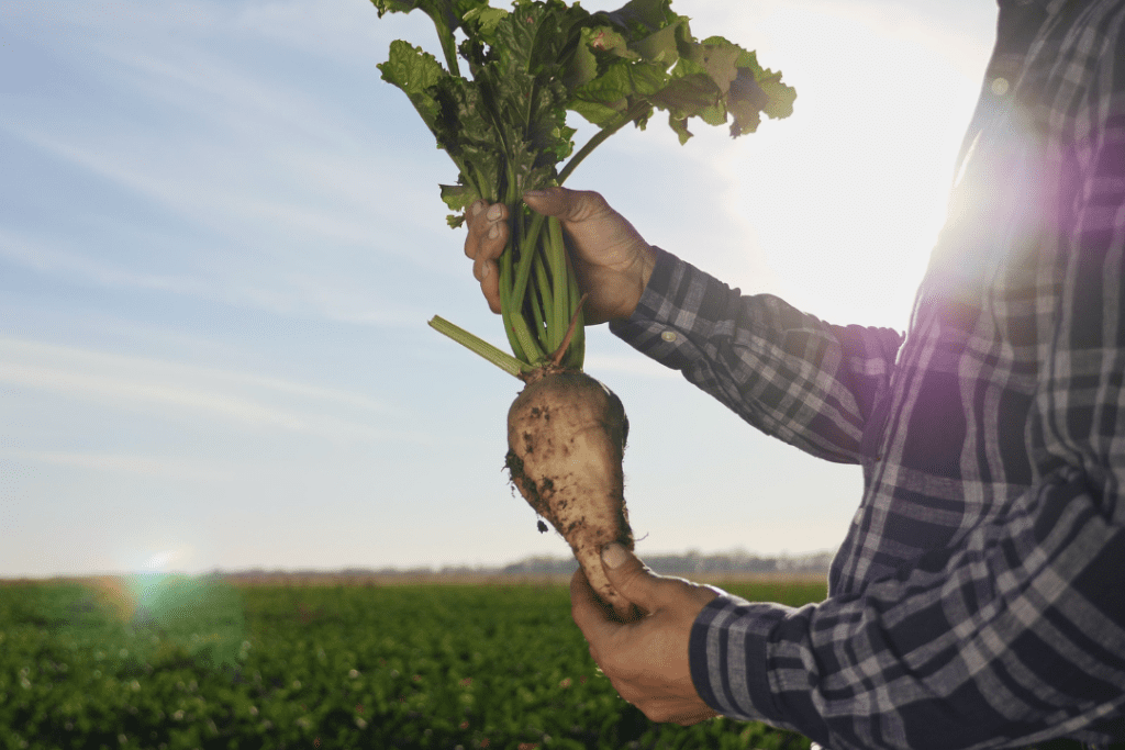 Man holding sugar beat right after uprooting it from the earth. Sugar beet contains DHA in tanning lotion. 